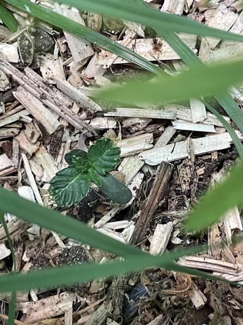Cherry limeade Doja in living soil. Week 1 - D4