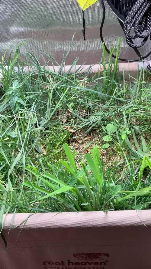 Cherry limeade Doja in living soil