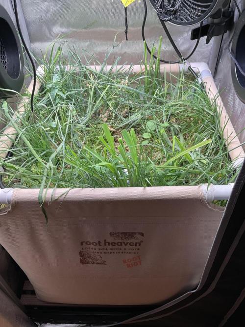 Cherry limeade Doja in living soil. Week 1