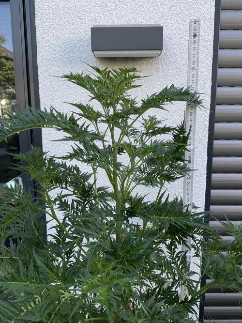 Mentha de Croco Fern-Type - TerpyZ. Week 13