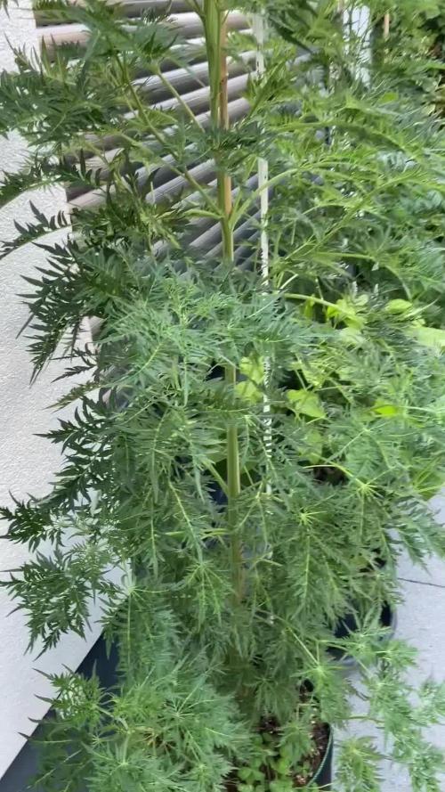 Mentha de Croco Fern-Type - TerpyZ