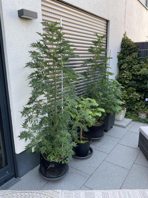 Mentha de Croco Fern-Type - TerpyZ. Week 13