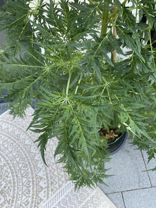 Mentha de Croco Fern-Type - TerpyZ. Week 13