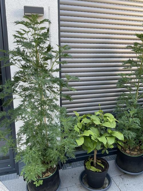 Mentha de Croco Fern-Type - TerpyZ. Week 13