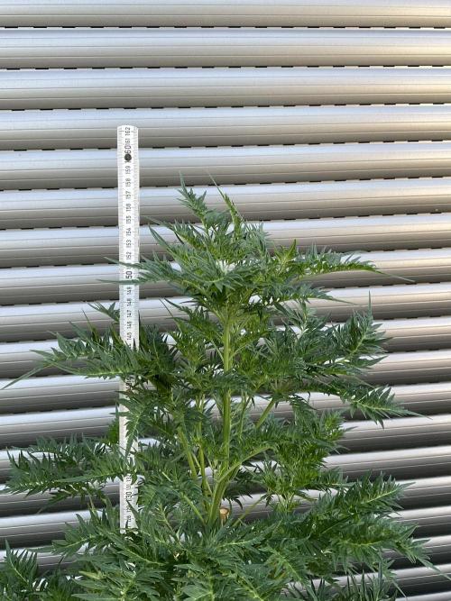 Mentha de Croco Fern-Type - TerpyZ. Week 13