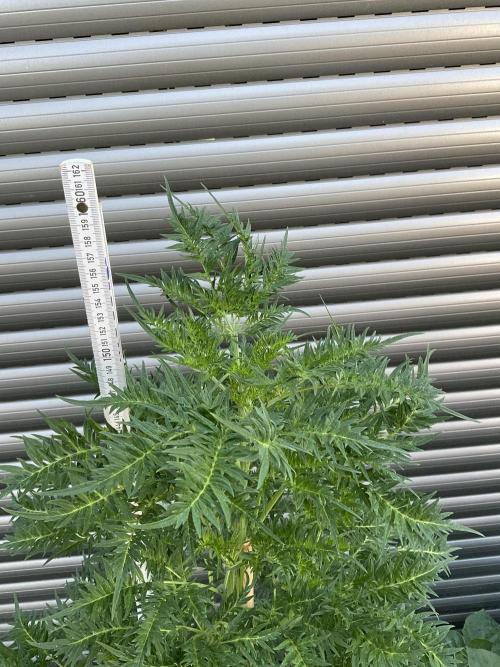 Mentha de Croco Fern-Type - TerpyZ. Week 13