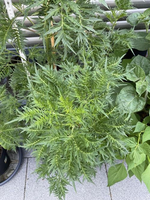 Mentha de Croco Fern-Type - TerpyZ. Week 13