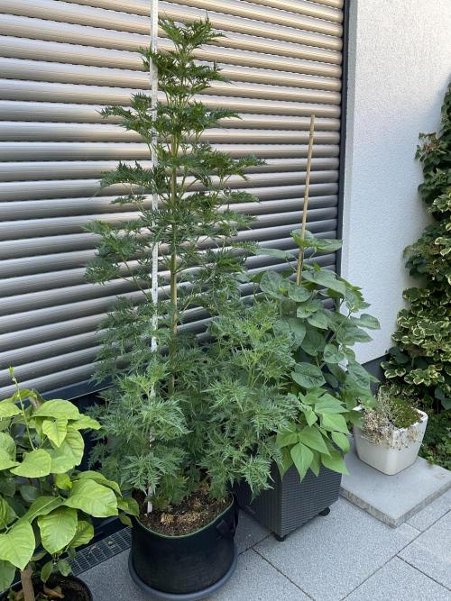 Mentha de Croco Fern-Type - TerpyZ. Week 13