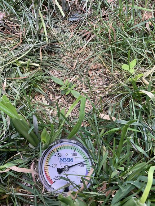 Cherry limeade Doja in living soil. Week 2