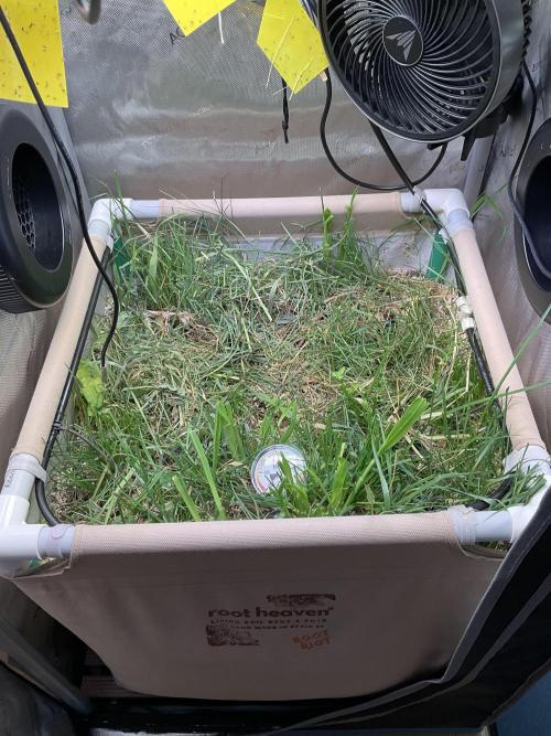 Cherry limeade Doja in living soil. Week 2