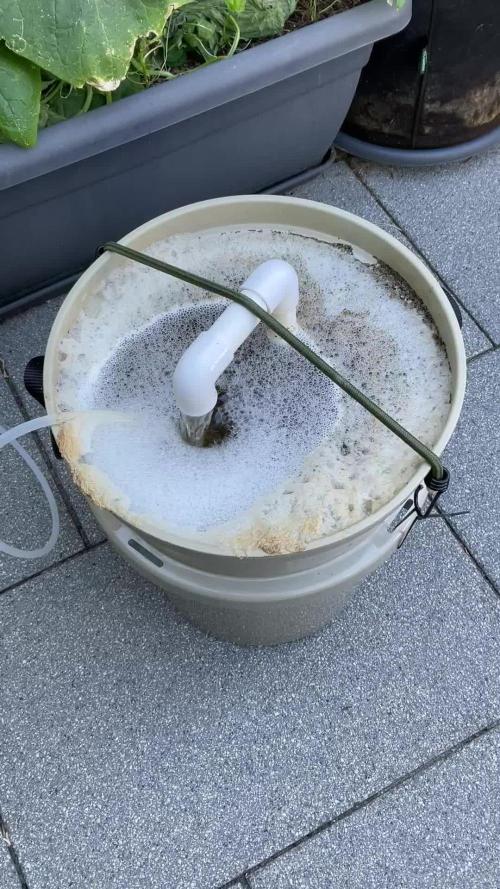 Cherry limeade Doja in living soil