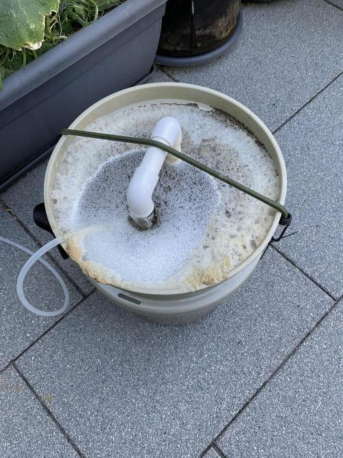 Cherry Limeade. Week 2