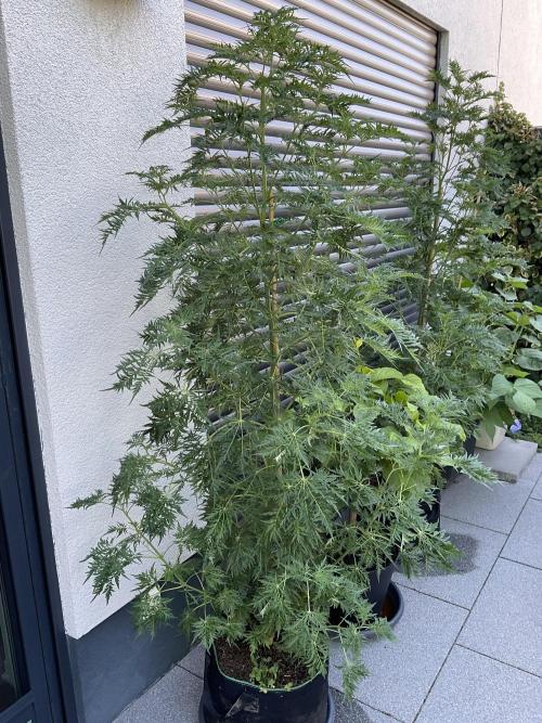 Mentha de Croco Fern-Type - TerpyZ. Week 14