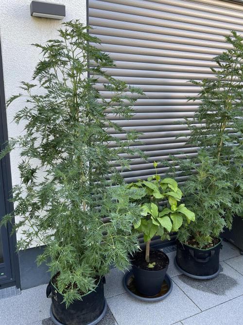 Mentha de Croco Fern-Type - TerpyZ. Week 14