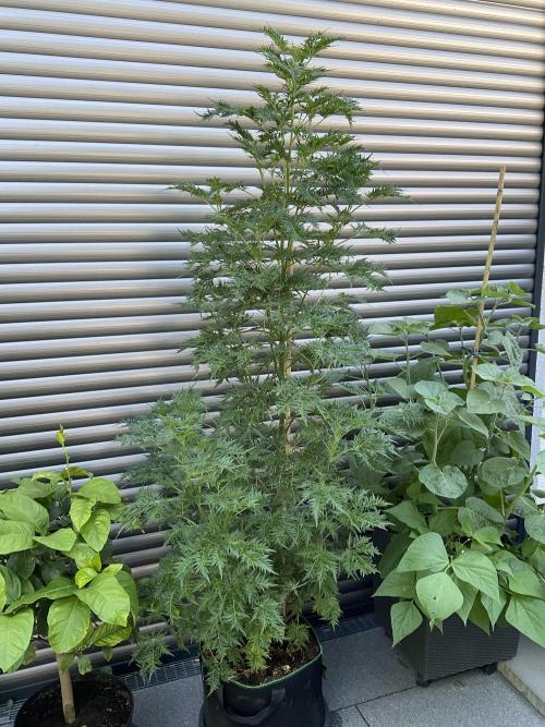 Mentha de Croco Fern-Type - TerpyZ. Week 14