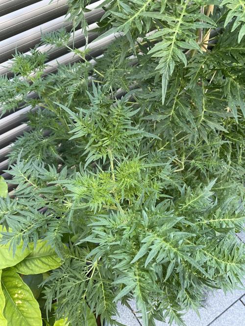 Mentha de Croco Fern-Type - TerpyZ. Week 14