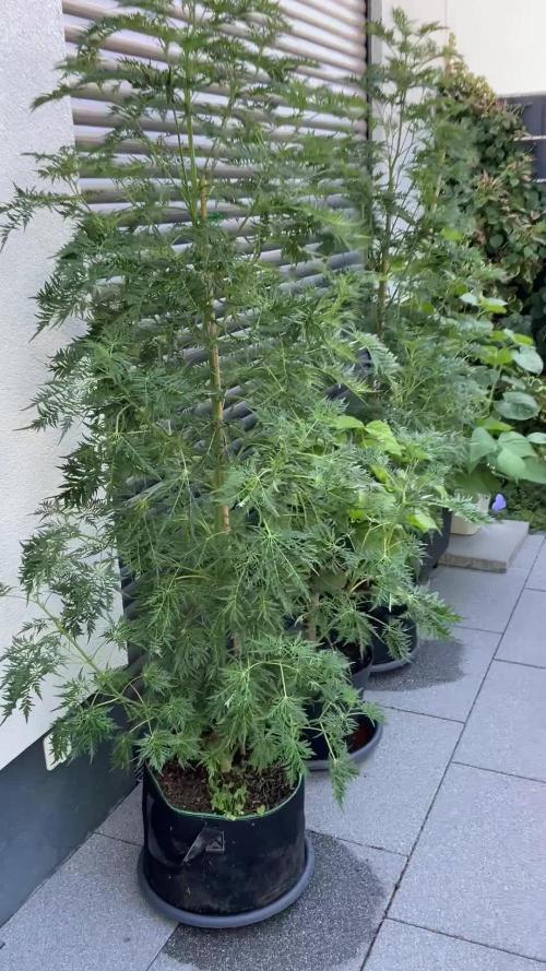 Mentha de Croco Fern-Type - TerpyZ