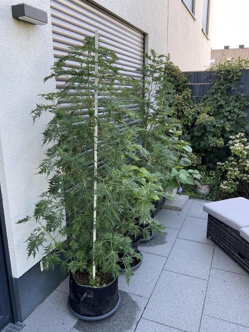 Mentha de Croco Fern-Type - TerpyZ. Week 14