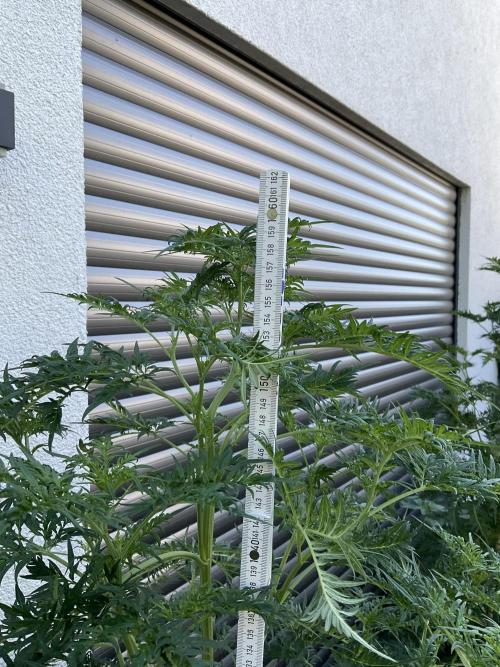 Mentha de Croco Fern-Type - TerpyZ. Week 14