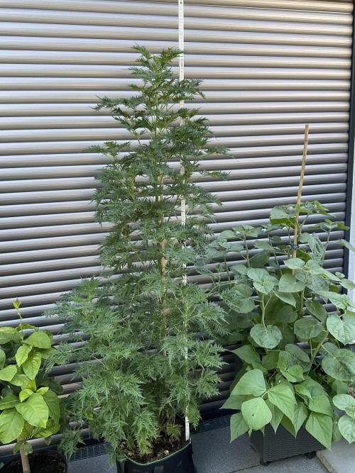 Mentha de Croco Fern-Type - TerpyZ. Week 14