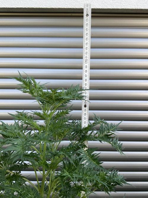 Mentha de Croco Fern-Type - TerpyZ. Week 14