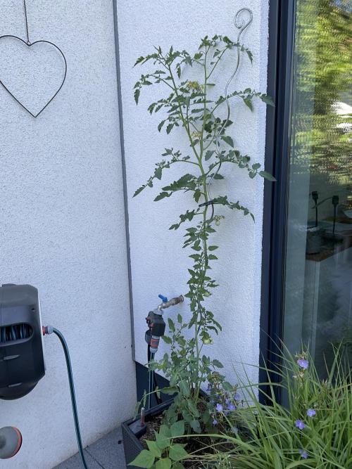 Tomatoes Sunviva / Primabella Outdoor. Week 15