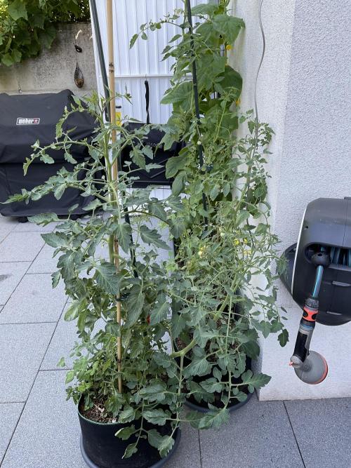 Tomatoes Sunviva / Primabella Outdoor. Week 15