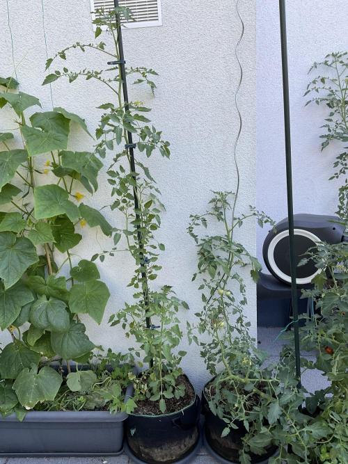 Tomatoes Sunviva / Primabella Outdoor. Week 15