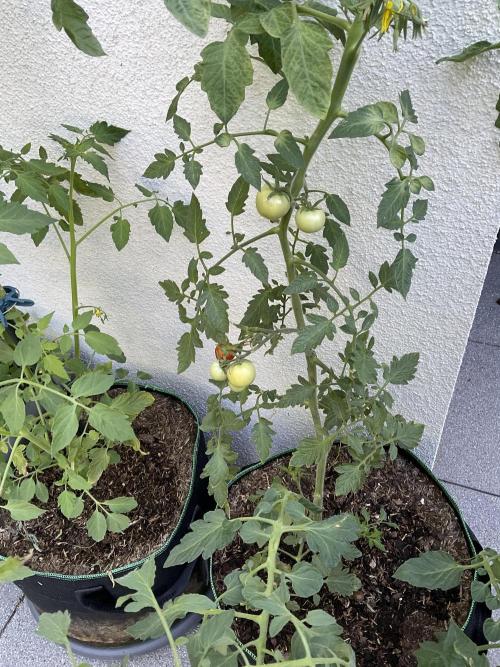 Tomatoes Sunviva / Primabella Outdoor. Week 15