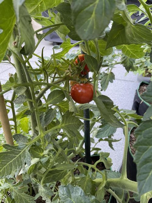 Tomatoes Sunviva / Primabella Outdoor. Week 15