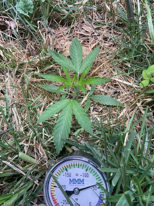 Cherry limeade Doja in living soil. Week 3