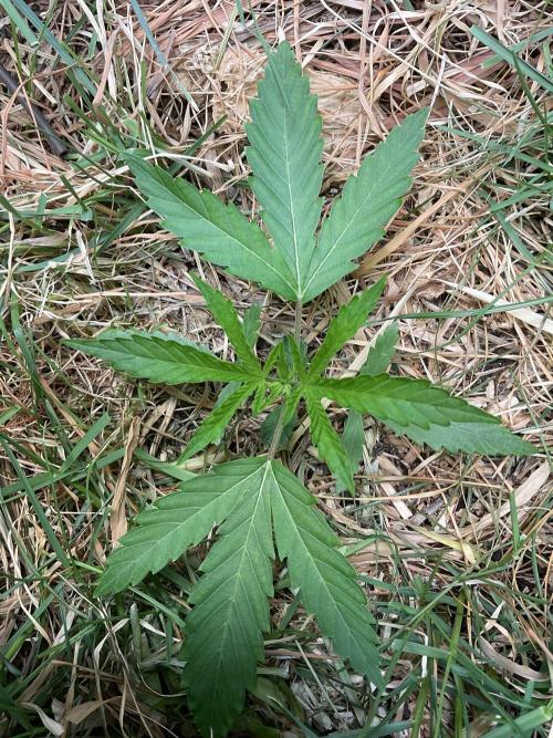 Cherry limeade Doja in living soil. Week 3 - D 21