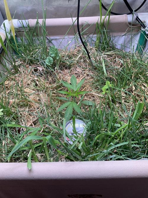 Cherry limeade Doja in living soil. Week 3