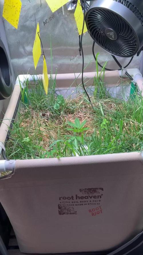 Cherry limeade Doja in living soil