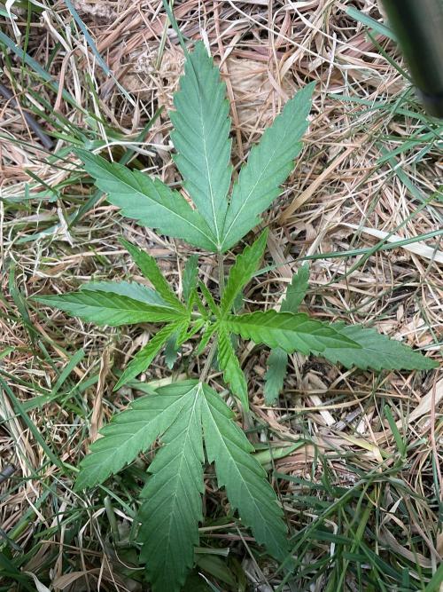 Cherry limeade Doja in living soil. Week 3 - D21