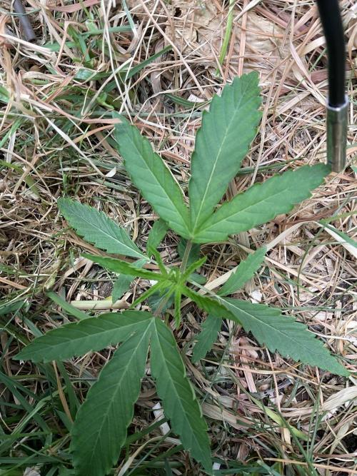 Cherry limeade Doja in living soil. Week 3 - D 20