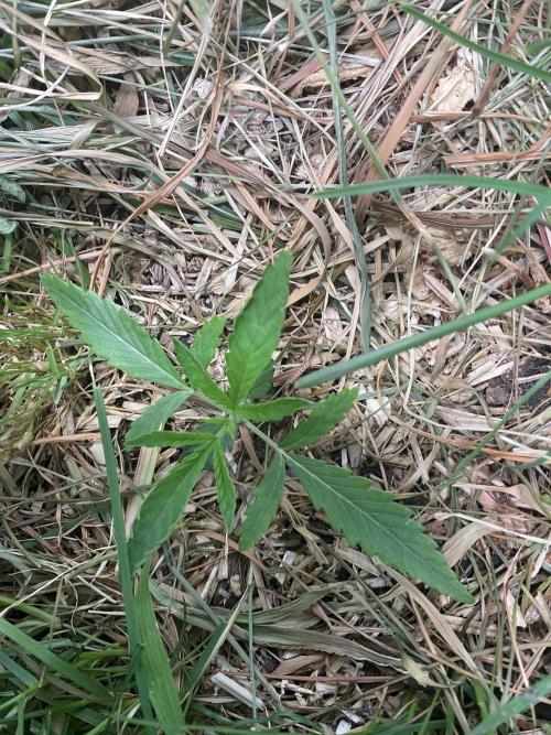 Cherry limeade Doja in living soil. Week 3 - D 17
