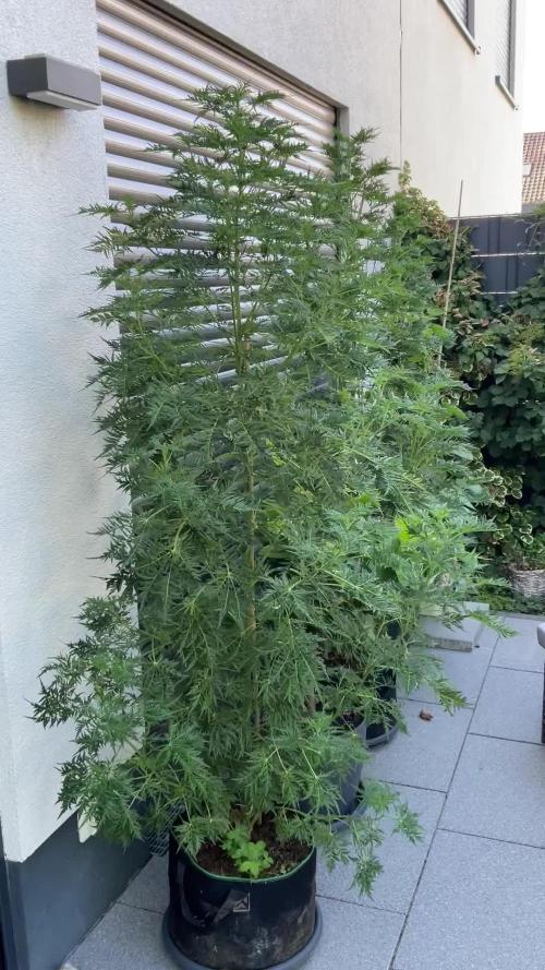 Mentha de Croco Fern-Type - TerpyZ