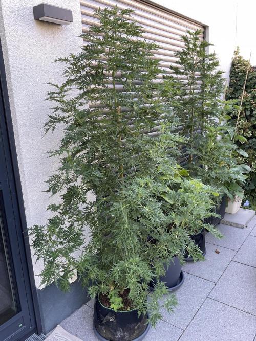 Mentha de Croco Fern-Type - TerpyZ. Week 15