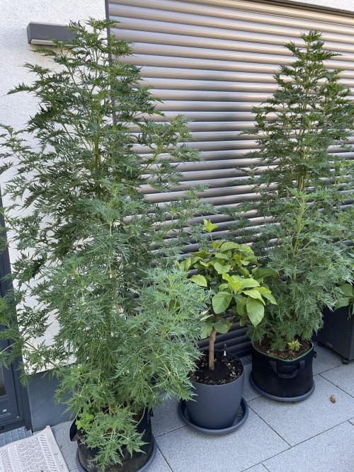 Mentha de Croco Fern-Type - TerpyZ. Week 15