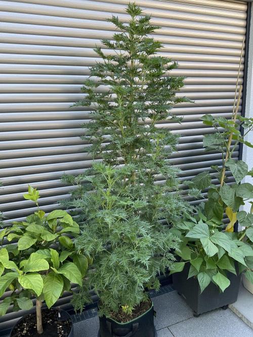 Mentha de Croco Fern-Type - TerpyZ. Week 15