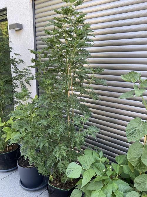 Mentha de Croco Fern-Type - TerpyZ. Week 15