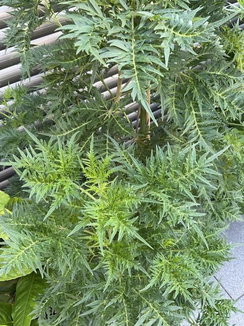 Mentha de Croco Fern-Type - TerpyZ. Week 15