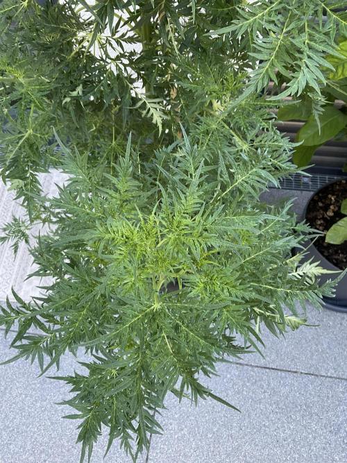 Mentha de Croco Fern-Type - TerpyZ. Week 15