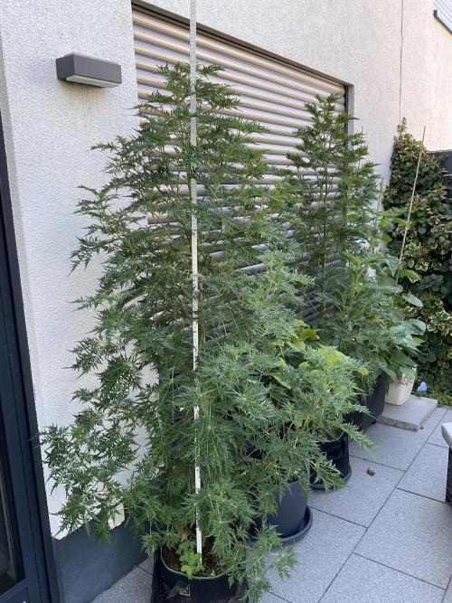 Mentha de Croco Fern-Type - TerpyZ. Week 15