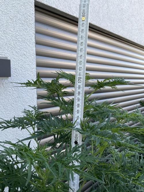 Mentha de Croco Fern-Type - TerpyZ. Week 15