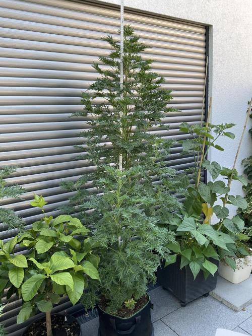 Mentha de Croco Fern-Type - TerpyZ. Week 15