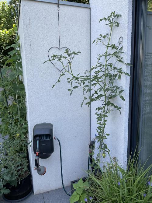 Tomatoes Sunviva / Primabella Outdoor. Week 16