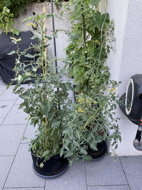 Tomatoes Sunviva / Primabella Outdoor. Week 16