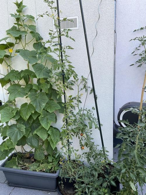Tomatoes Sunviva / Primabella Outdoor. Week 16